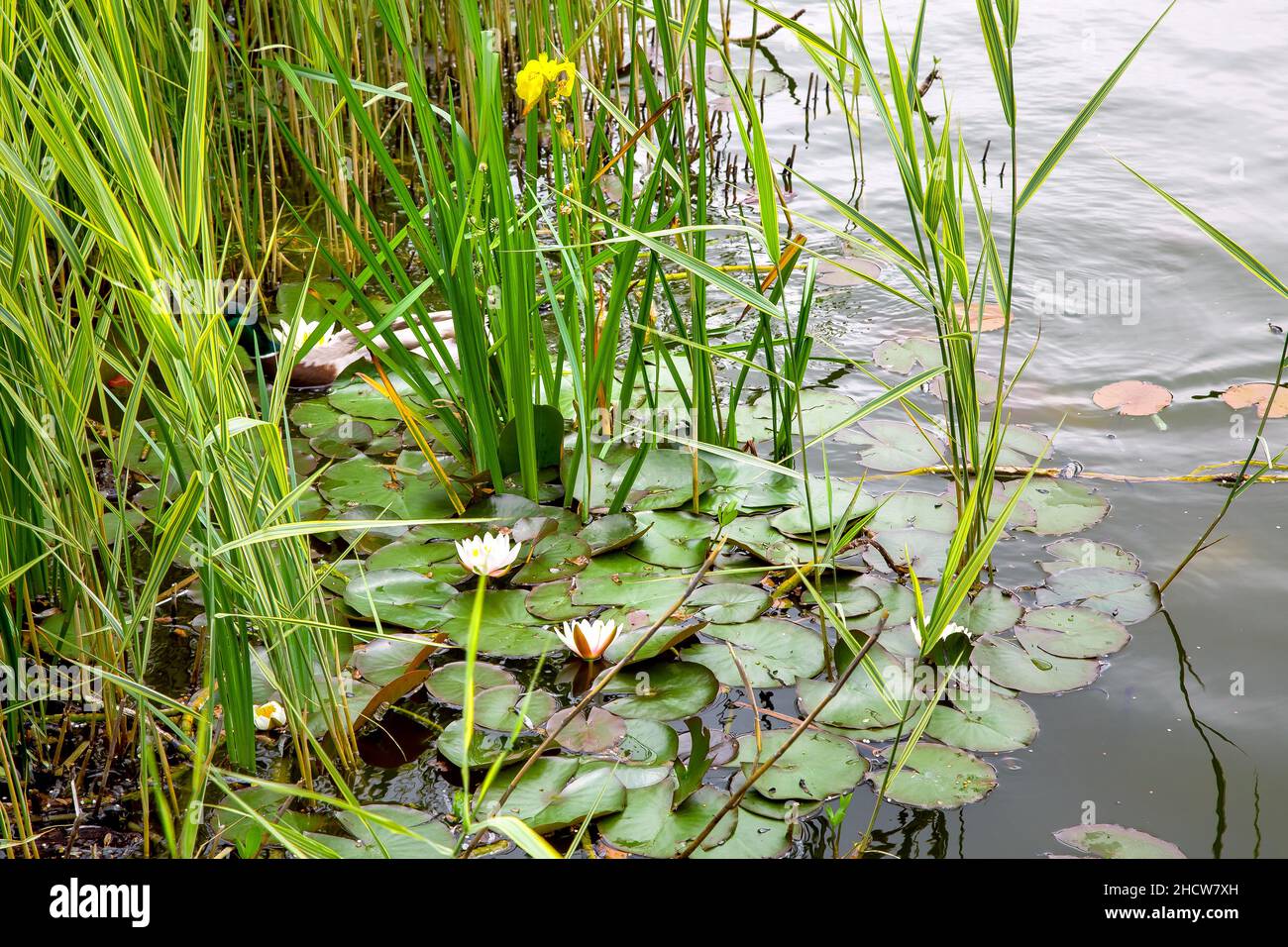 Un'anatra selvaggia nuota su uno stagno in canne con gigli di fiume per nascondersi in piante frondose e per essere invisibile, fauna selvatica. Foto Stock