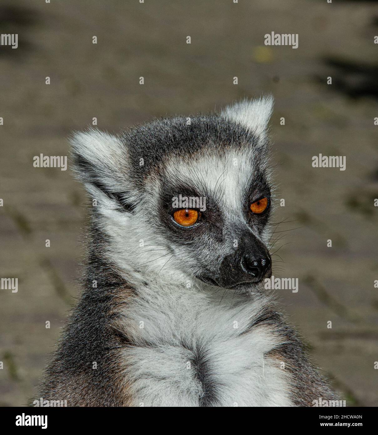 Scimmia Lemur a coda di rondine con occhi arancioni in uno zoo Foto Stock