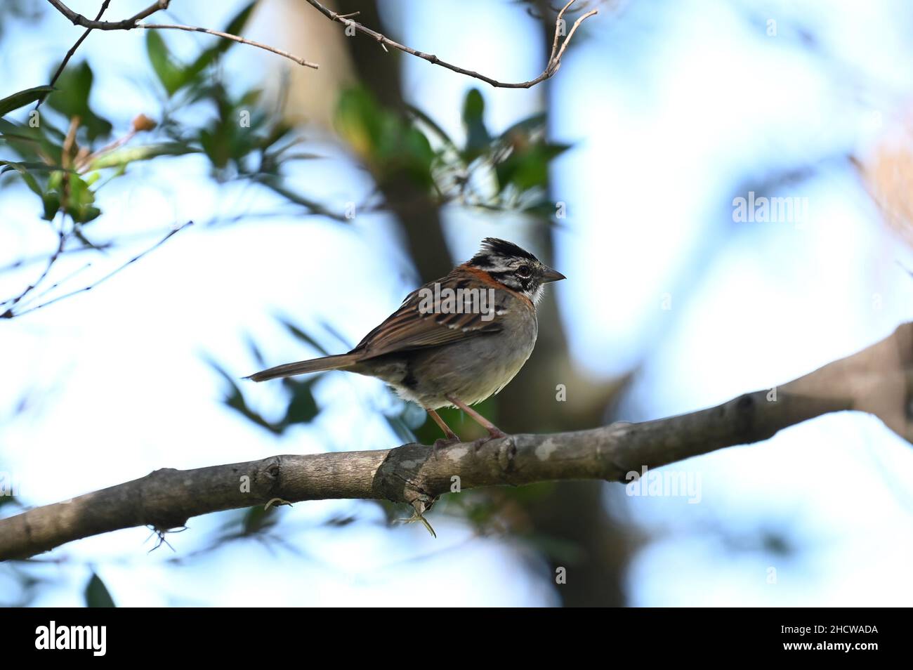 Piccolo uccello marrone Foto Stock
