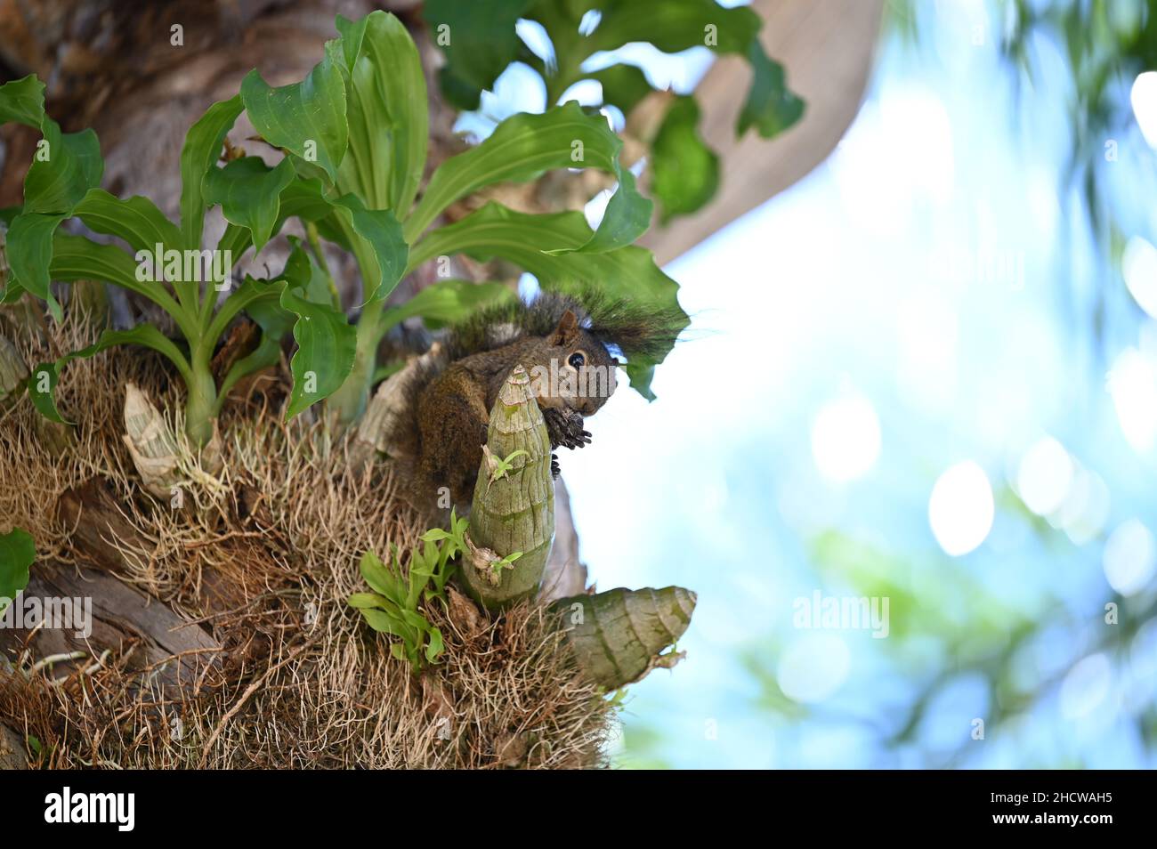 Carino scoiattolo marrone mangiando una noce Foto Stock