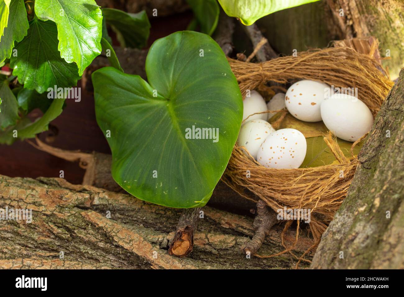 Nido d'uccello con uova sullo sfondo della corteccia e foglie verdi. Foto Stock