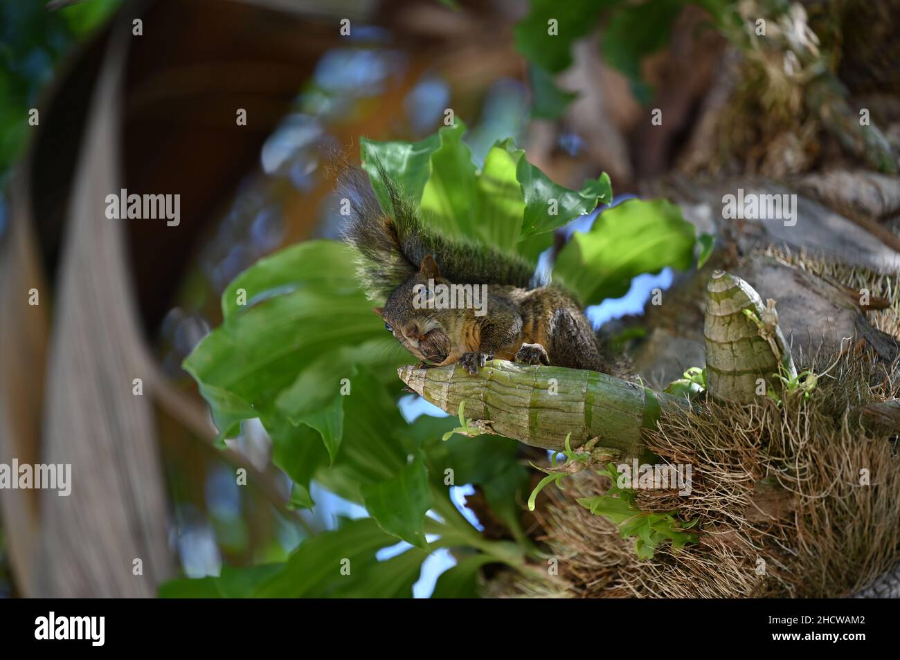 Carino scoiattolo marrone mangiando una noce Foto Stock