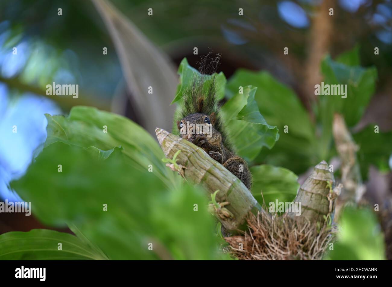 Carino scoiattolo marrone mangiando una noce Foto Stock