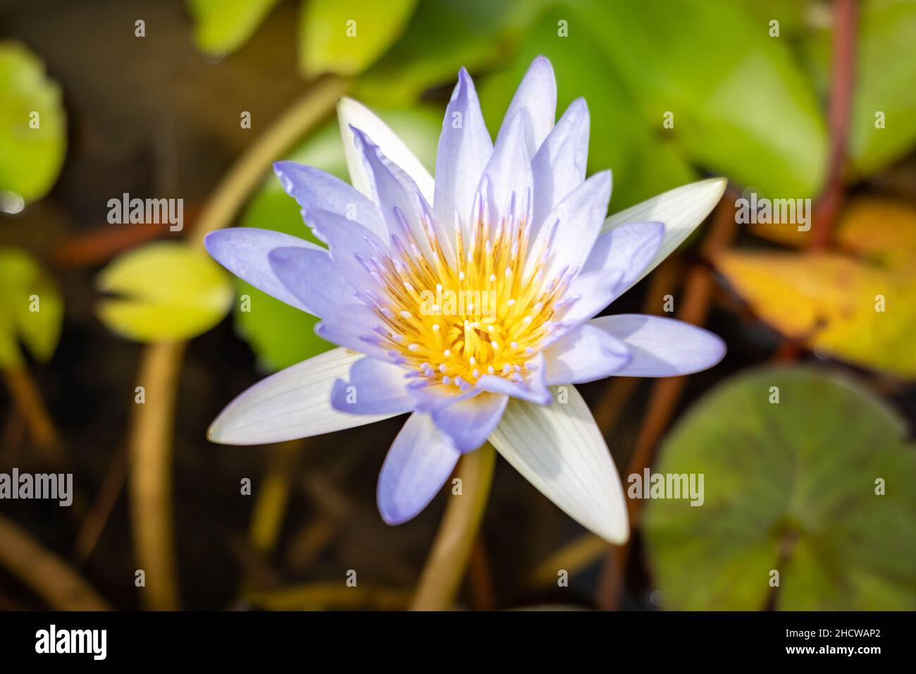 fiore di loto in fiore su uno stagno ornamentale nel giardino. Nelumbo nucifera, noto anche come loto indiano o loto sacro. Foto Stock