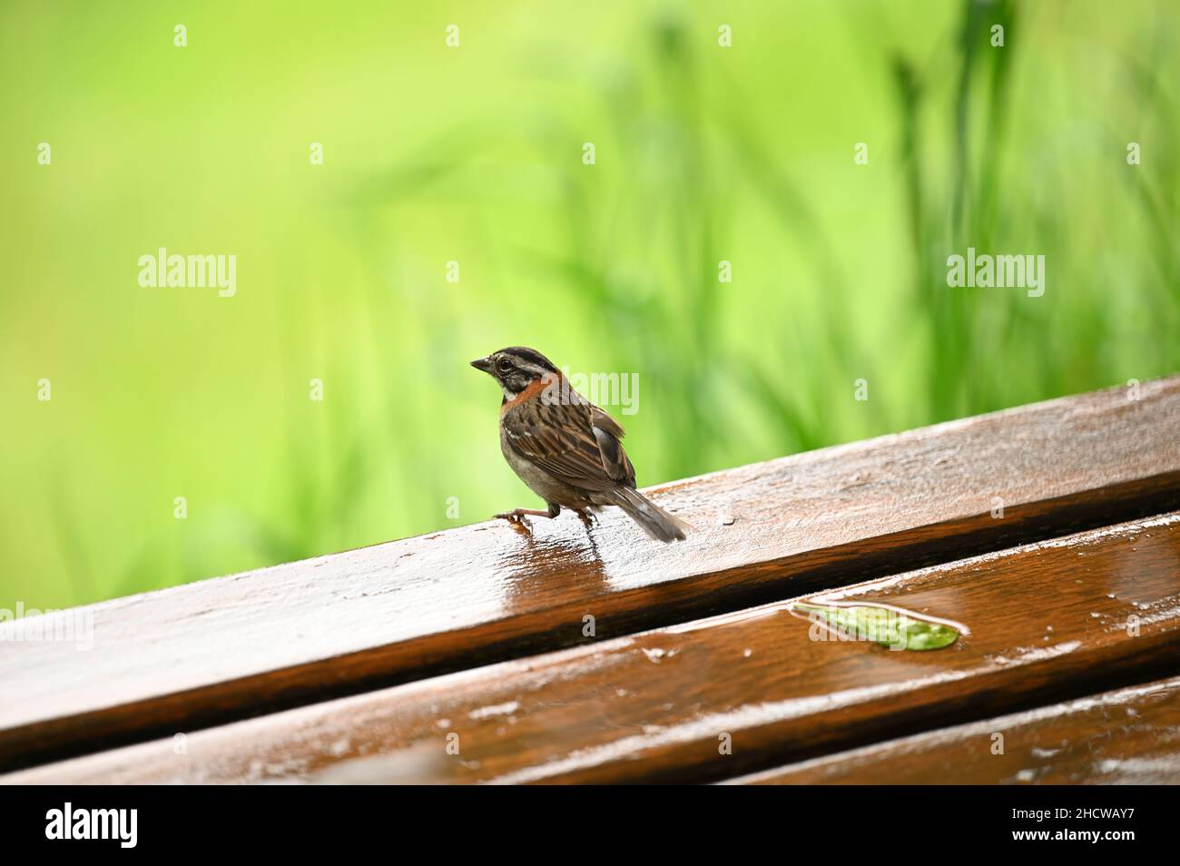 Piccolo uccello marrone Foto Stock