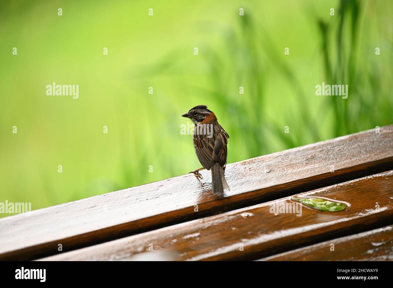 Piccolo uccello marrone Foto Stock