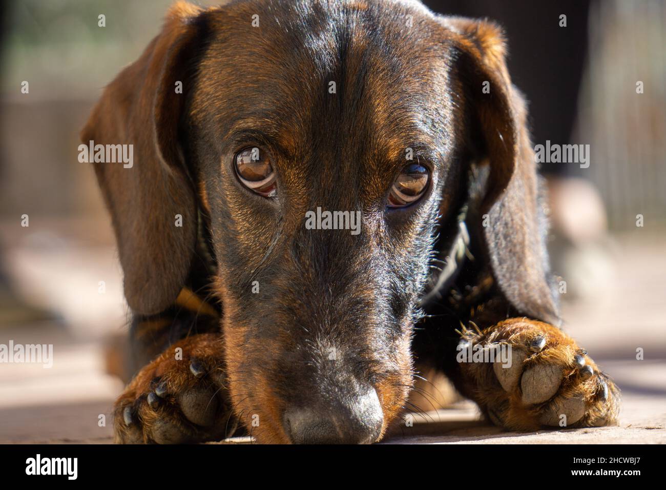 Un primo piano di un Labrador marrone che dà il viso del cucciolo Foto Stock