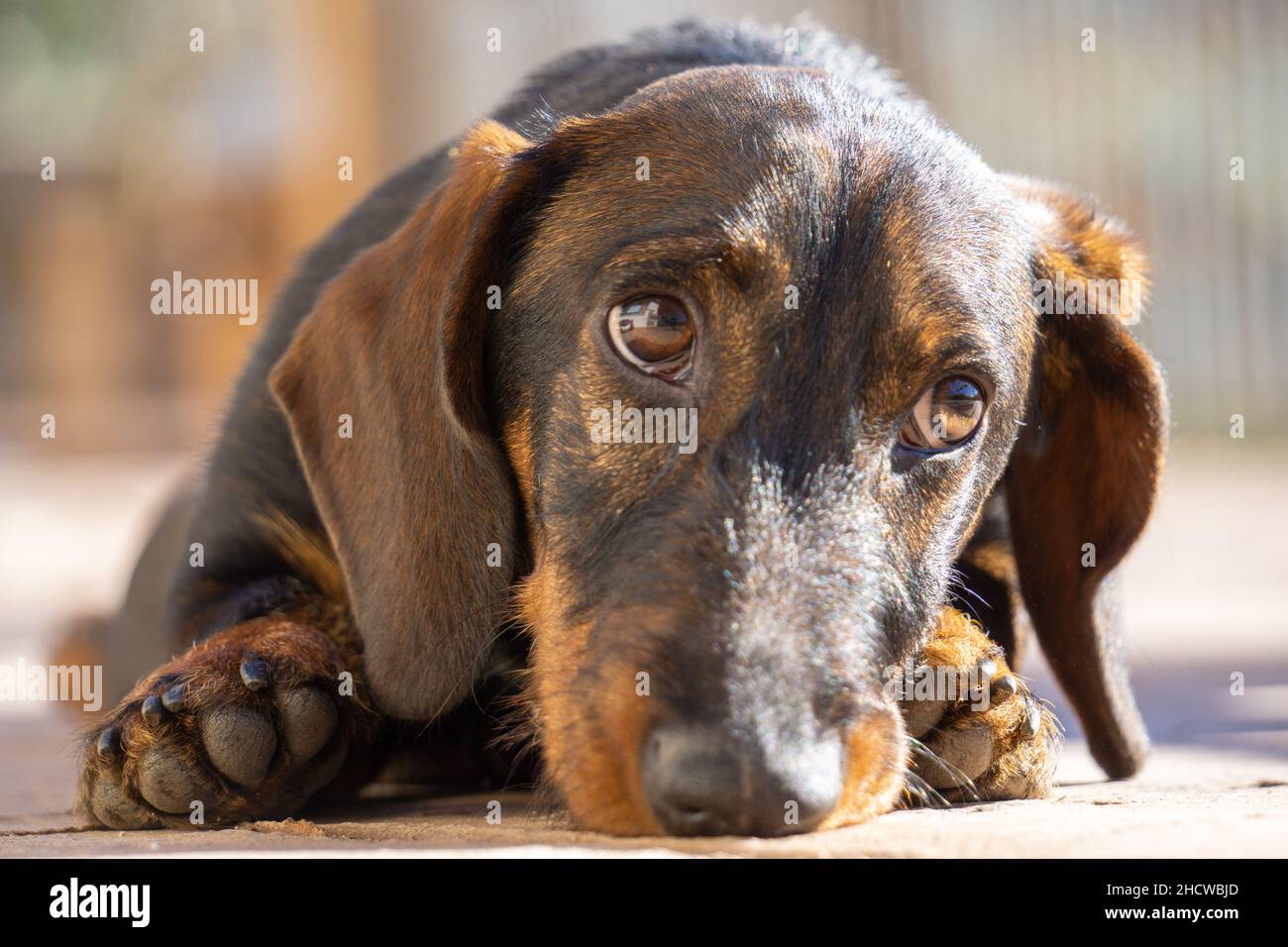 Primo piano di un Labrador marrone che dà l'espressione del volto del cucciolo Foto Stock