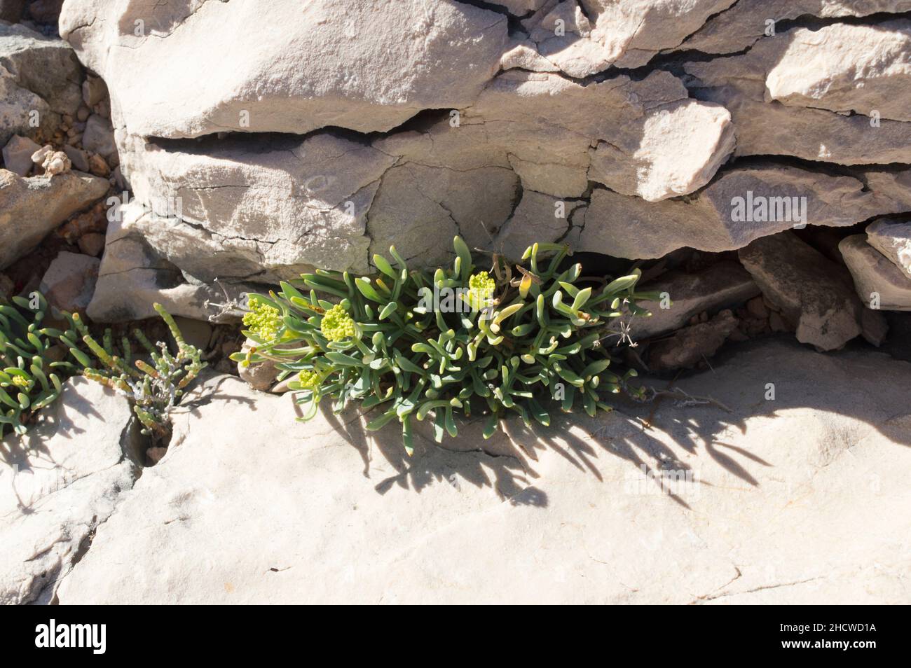 Samphire di roccia o finocchio di mare pianta, Crithmum maritimum, pianta costiera commestibile con foglie aromatiche verdi, che cresce sulla roccia vicino al mare, in Croazia Foto Stock Samphire di roccia o finocchio di mare pianta, Crithmum maritimum, pianta costiera commestibile con foglie aromatiche verdi, che cresce sulla roccia vicino al mare, in Croazia Foto Stock
