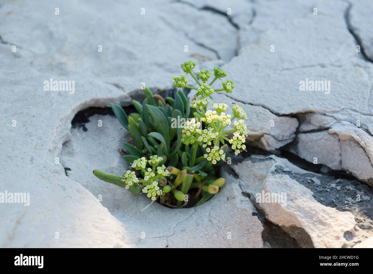 Samphire di roccia o finocchio di mare pianta in fiore, Crithmum maritimum, pianta costiera commestibile con foglie aromatiche verdi, che cresce sulla roccia vicino al mare Foto Stock Samphire di roccia o finocchio di mare pianta in fiore, Crithmum maritimum, pianta costiera commestibile con foglie aromatiche verdi, che cresce sulla roccia vicino al mare Foto Stock