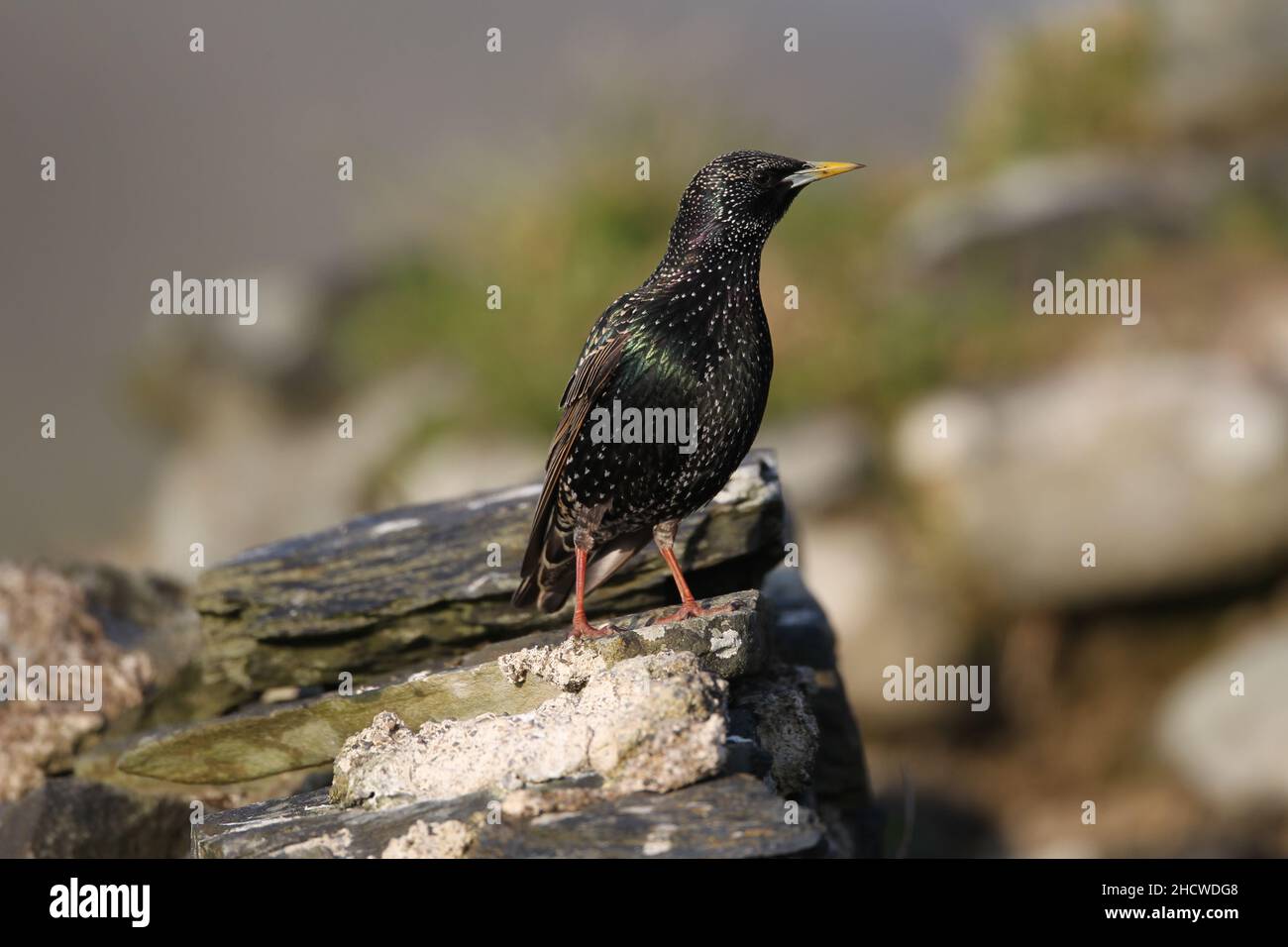 La stella maschile ha il blu alla base della sua fattura, la femmina rosa. Gli animali di fame possono essere trovati in molti habitat dove cercano il cibo. Foto Stock