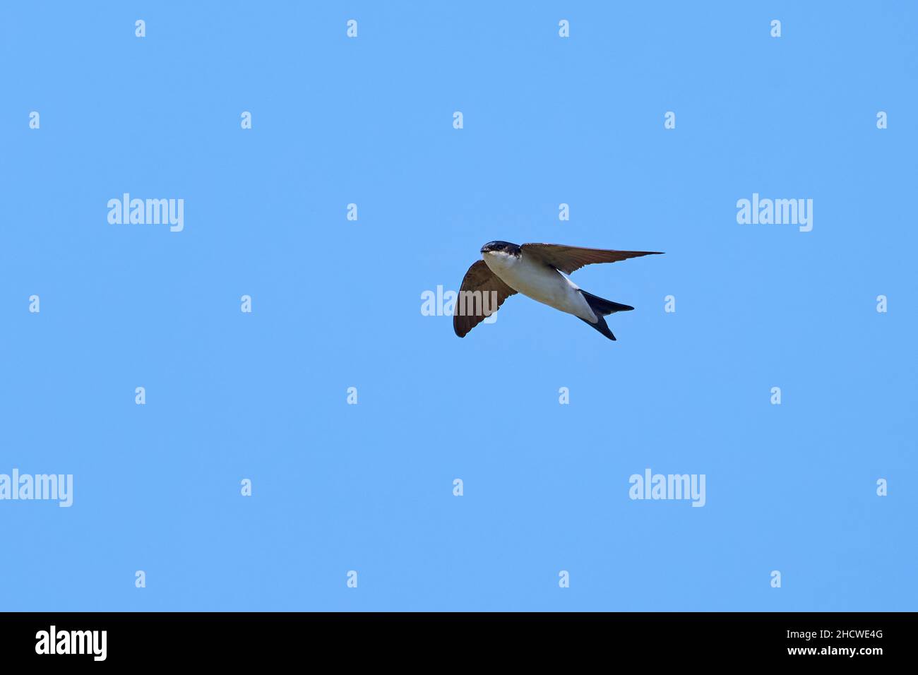 Casa comune martin in volo cattura insetti (Delichon urbicum) Foto Stock