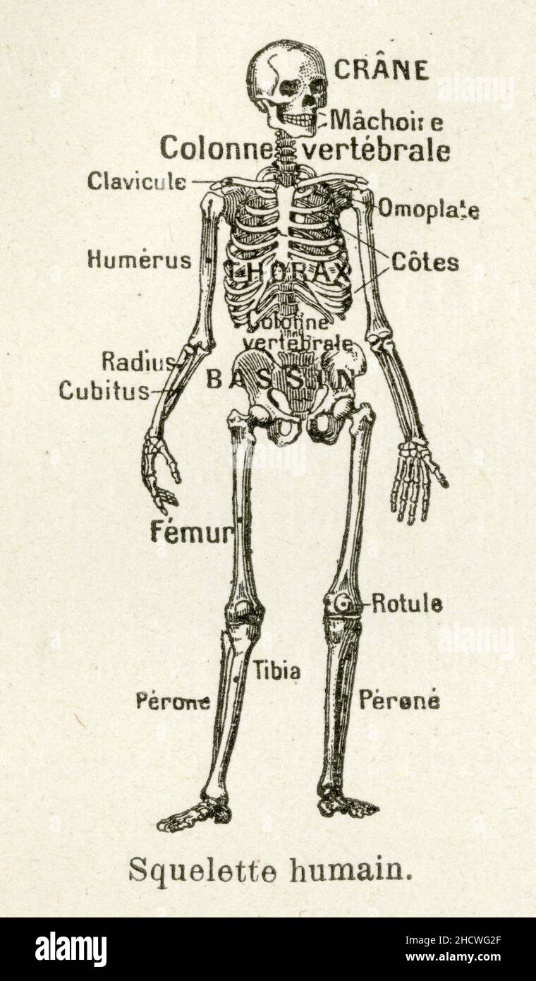 Squelette umain Foto Stock