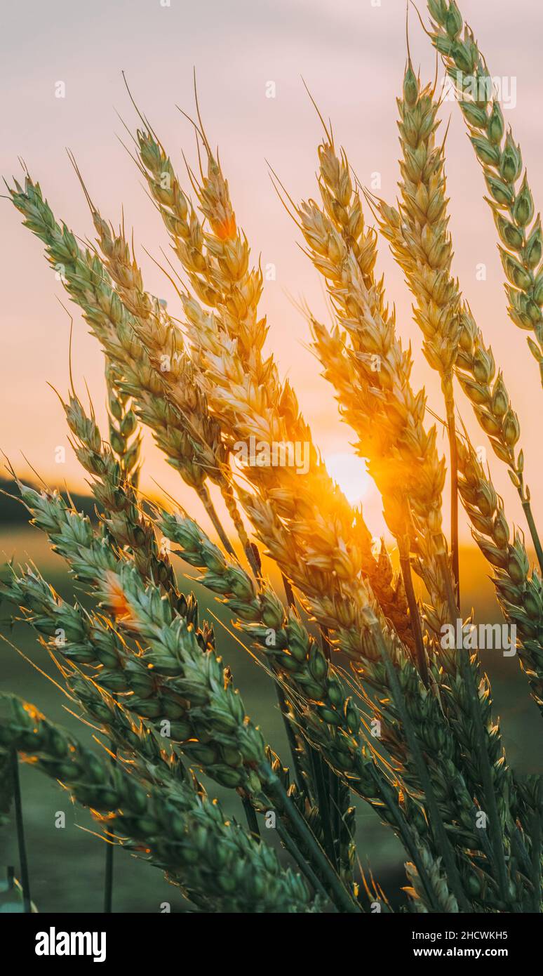 Sole d'estate che splende attraverso l'orecchio di grano maturo in campo agricolo Foto Stock