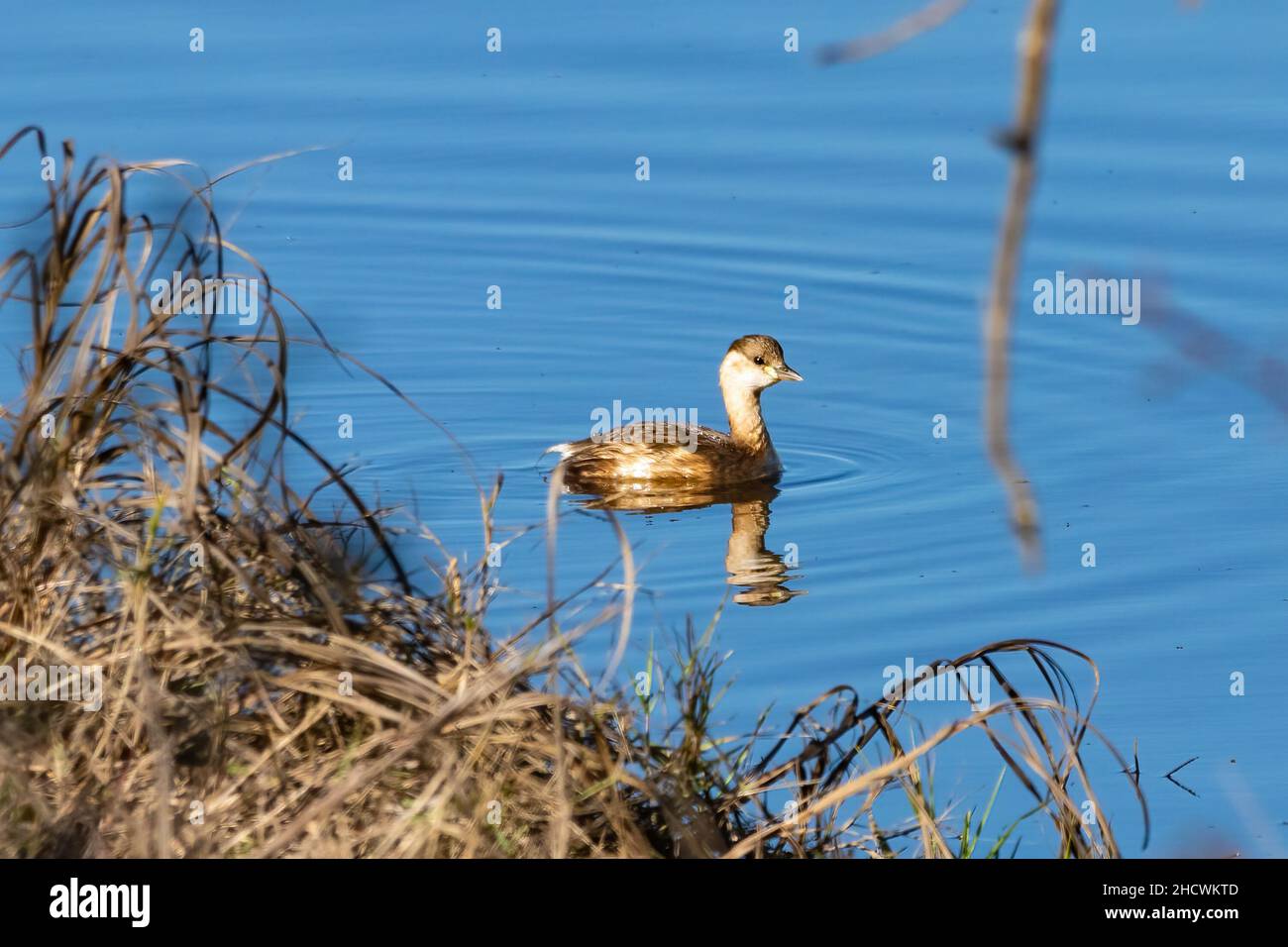 Un piccolo grube (Tachybaptus ruficollis), noto anche come dabchick, è un membro della famiglia dei grube di uccelli acquatici Foto Stock
