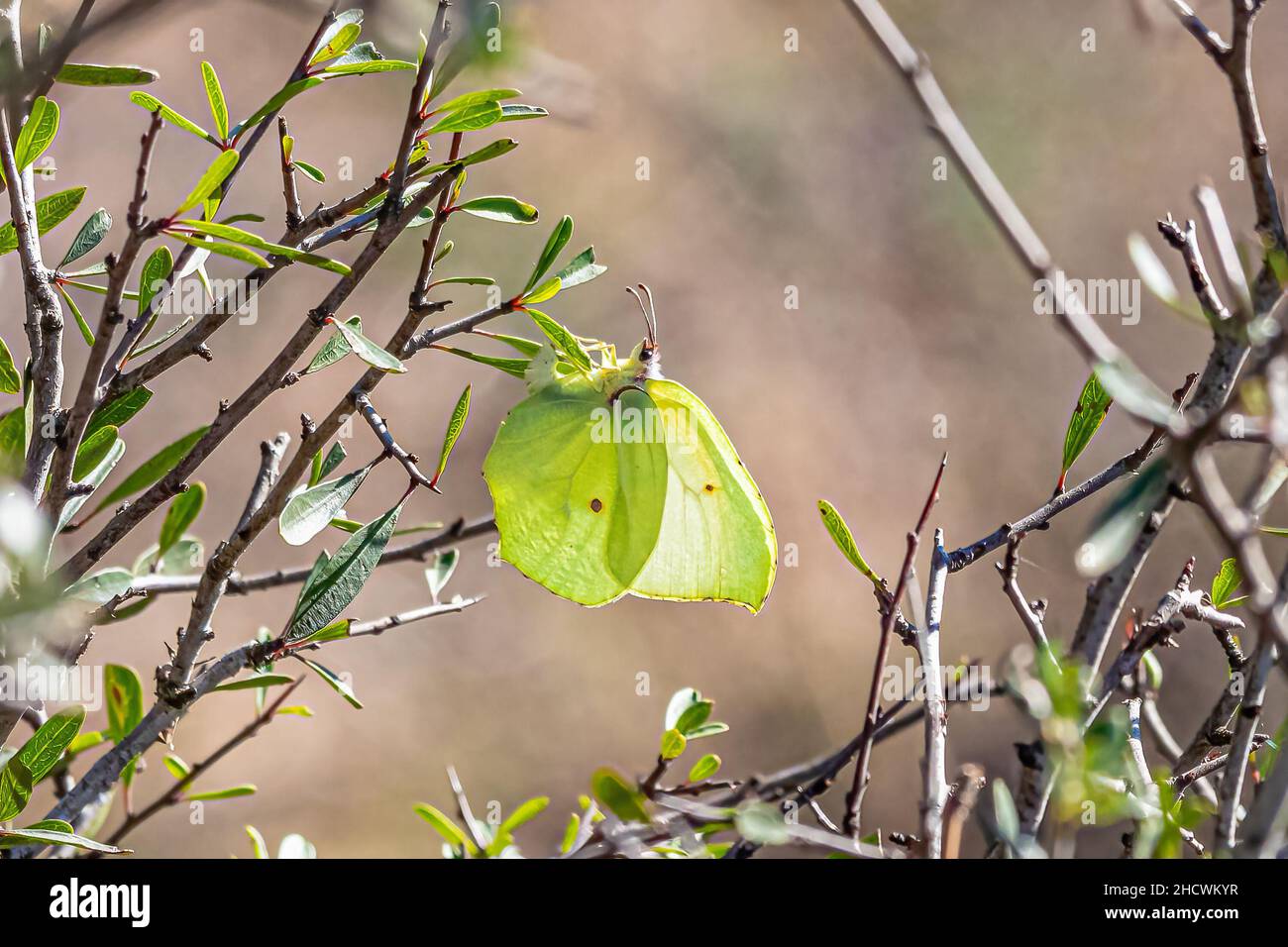 Gonepteryx rhamni, noto come la pietra miliare comune, è una farfalla della famiglia Pieridae Foto Stock