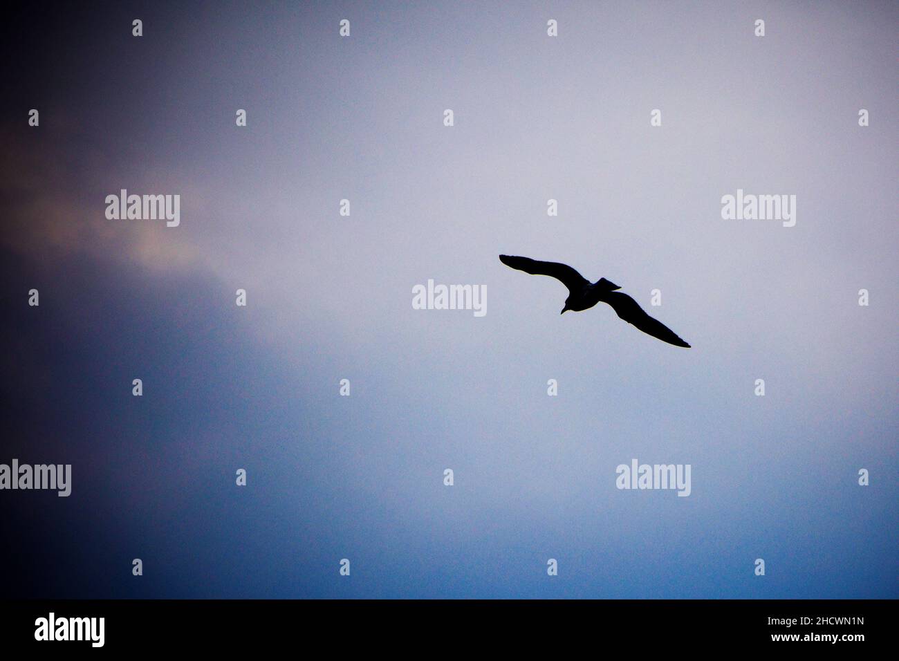 Seagull volare nel cielo. Foto Stock