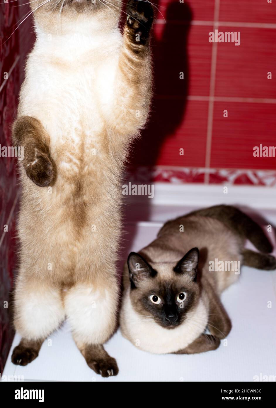 Coppia di Siamese-Tailandese gatto e gatto seduto in un bagno rosso, gatti, gattini e gatti in casa, animali domestici le loro foto e la loro vita Foto Stock