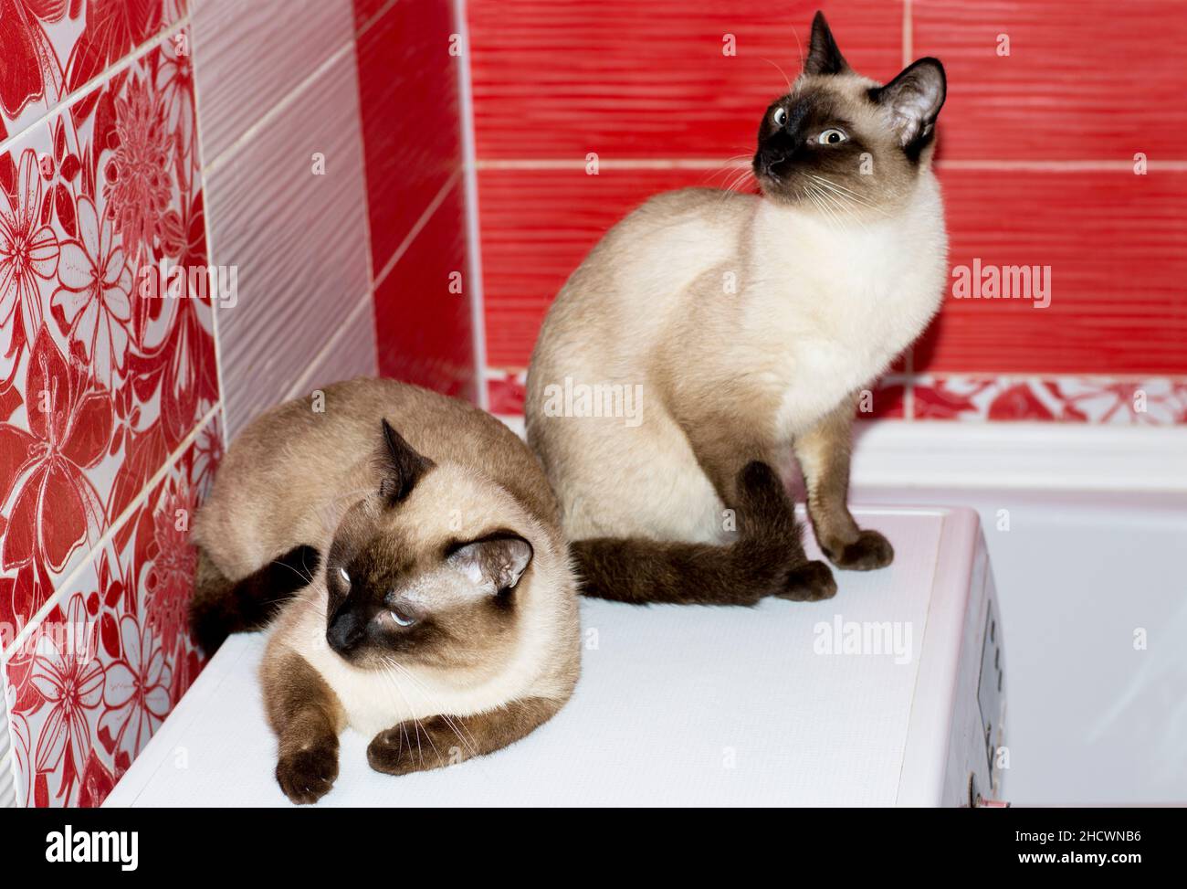 Coppia di Siamese-Thai gatto e un colore punto di sigillo gatto seduto in un bagno rosso, gatti, gattini e gatti in casa, animali domestici le loro foto e la loro vita Foto Stock