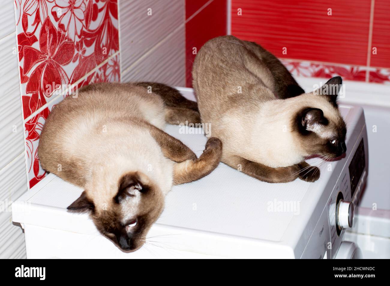 Punto di sigillo Thai gatto e gatto sono sdraiati in un bagno rosso, gatti, gattini e gatti in casa, animali domestici le loro foto e la loro vita Foto Stock