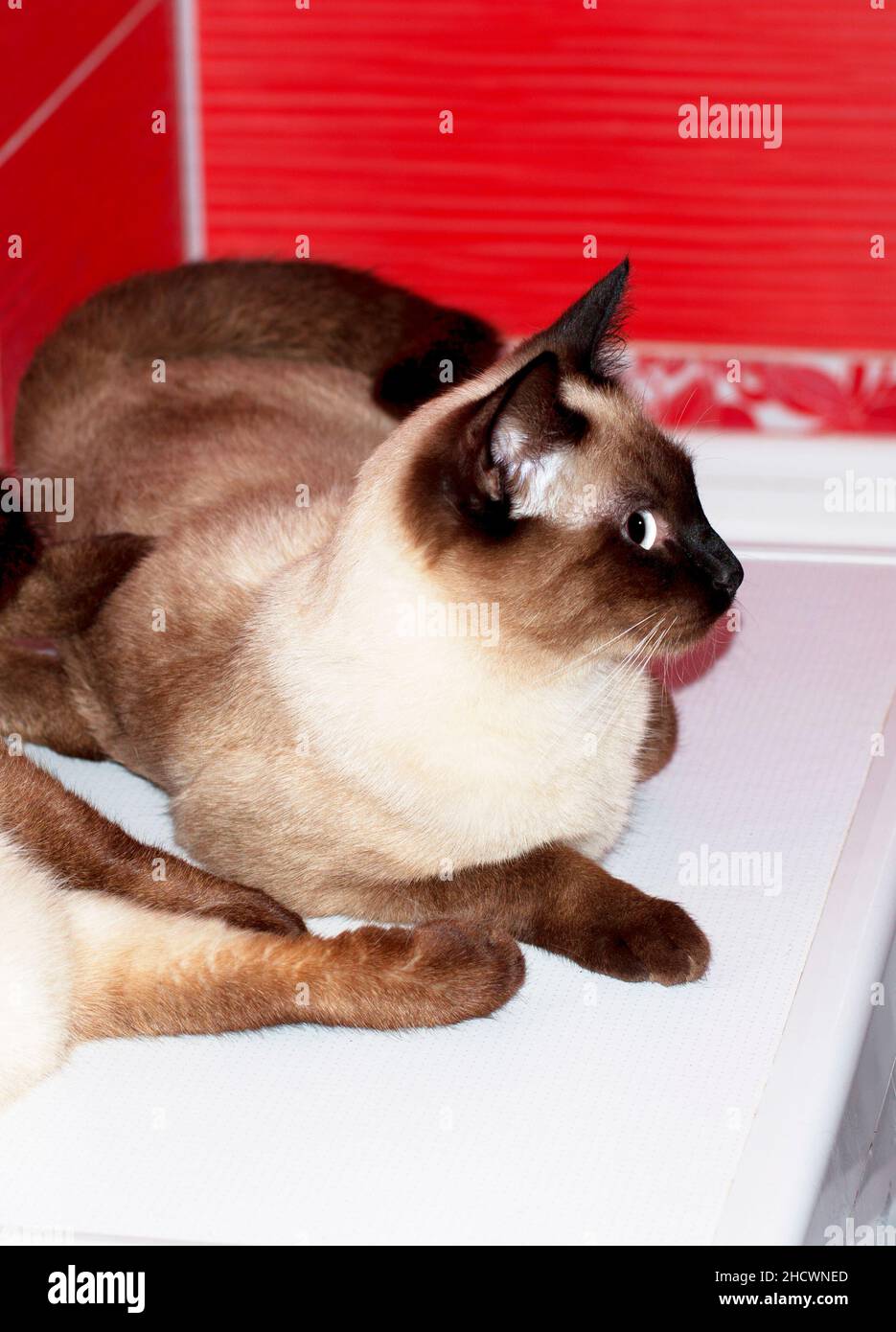 Bellissimo gatto siamese si trova in un bagno rosso, gatti, gattini e gatti in casa, animali domestici le loro foto e la loro vita Foto Stock