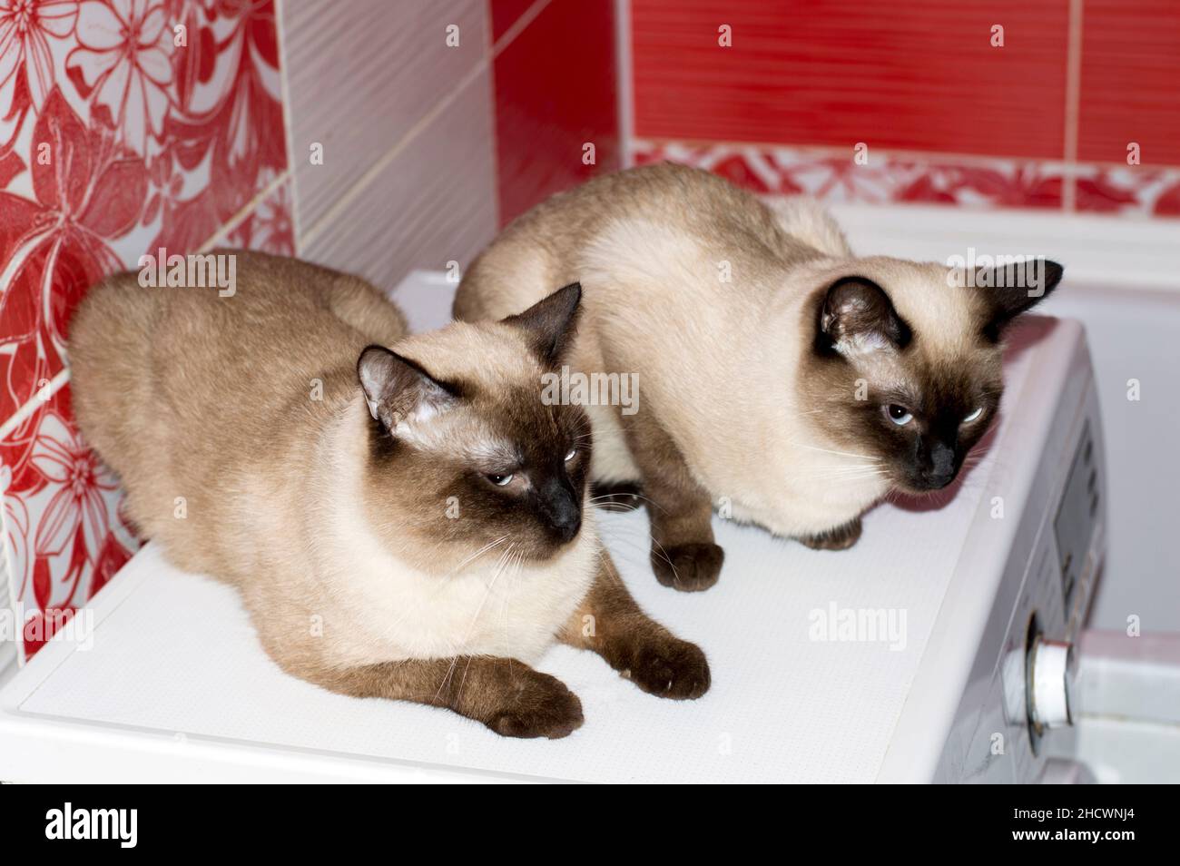 Coppia di gatto siamese e un colore punto di sigillo gatto seduto in un bagno rosso, gatti, gattini e gatti in casa, animali domestici le loro foto e la loro vita Foto Stock