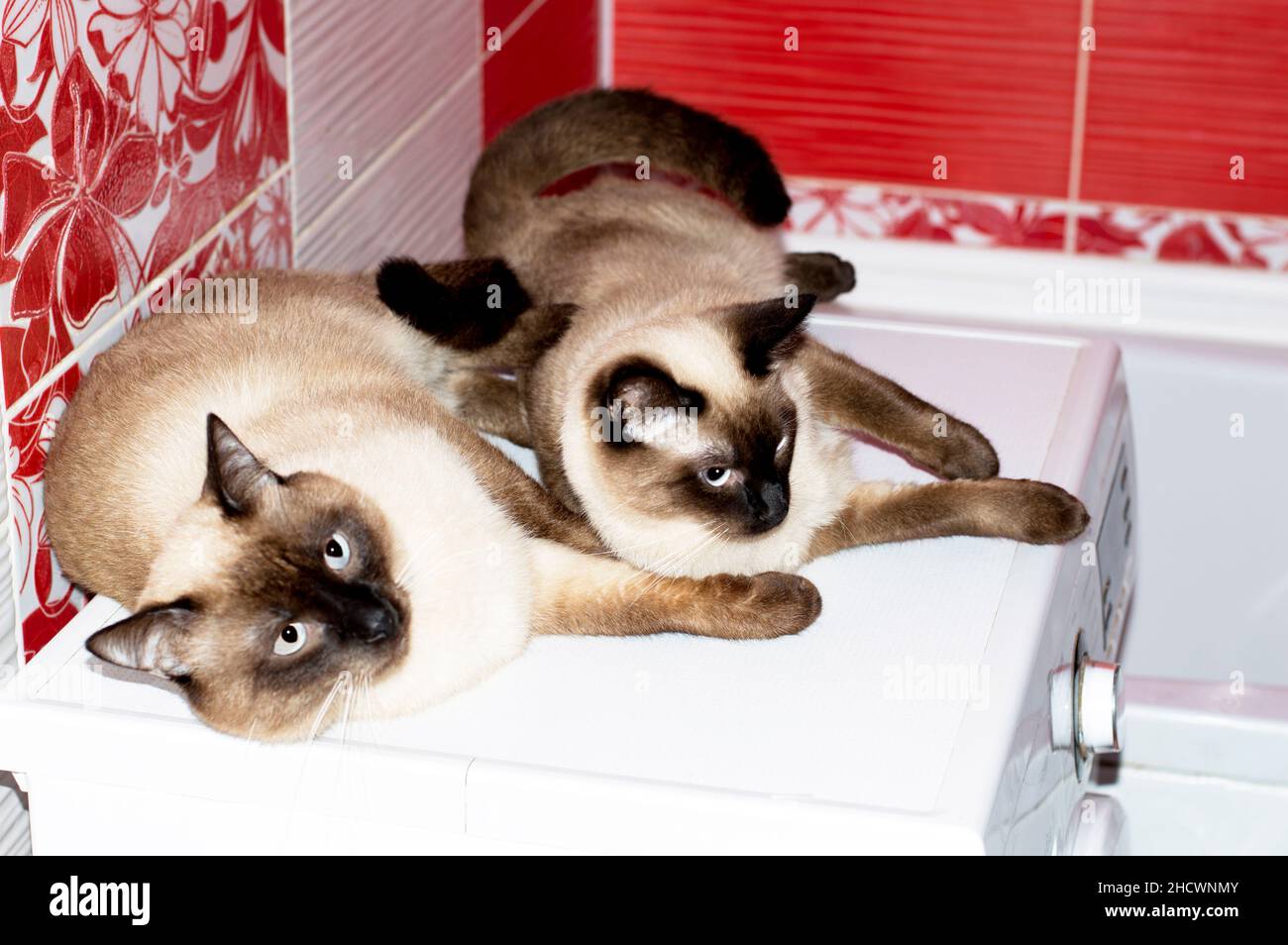 Siamese Thai coppia gatto e gatto si trovano nel bagno rosso, gatti, gattini e gatti in casa, animali domestici le loro foto e la loro vita Foto Stock