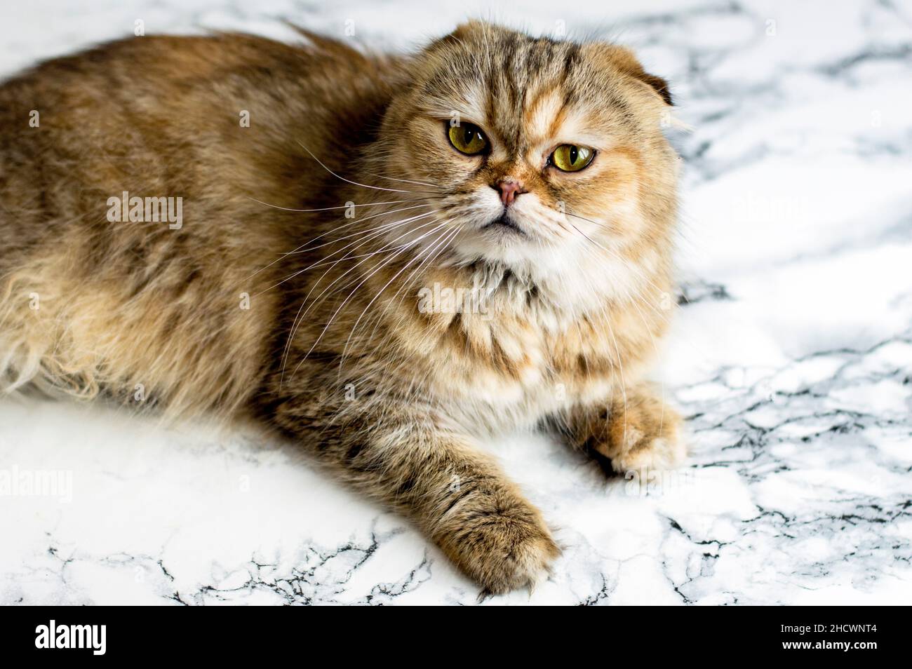 bella cannella dorata lanuginosa su sfondo marmoreo, gatti a tema, gattini e gatti in casa, animali domestici le loro foto e la loro vita Foto Stock