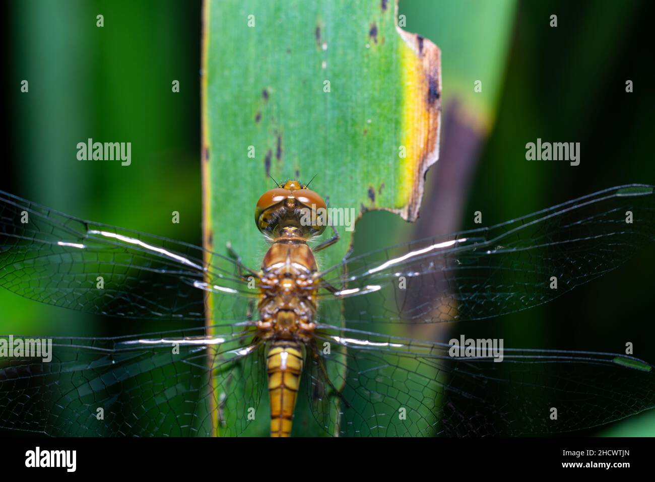 libellula gialla su gambo di erba verde macro occhi Foto Stock