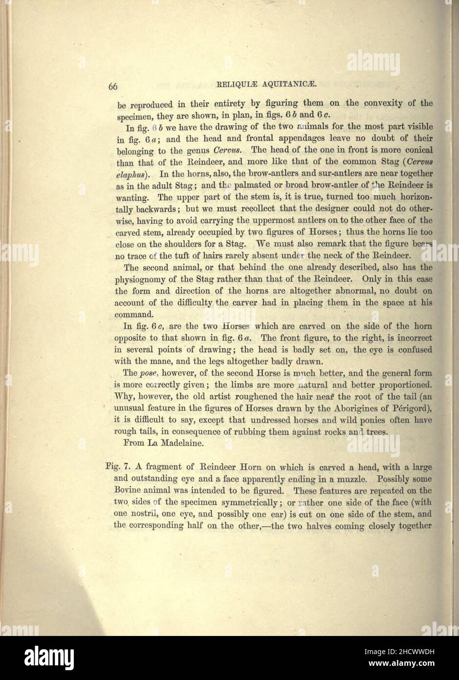 Reliquiae aquitanicae (pagina 66) Foto Stock