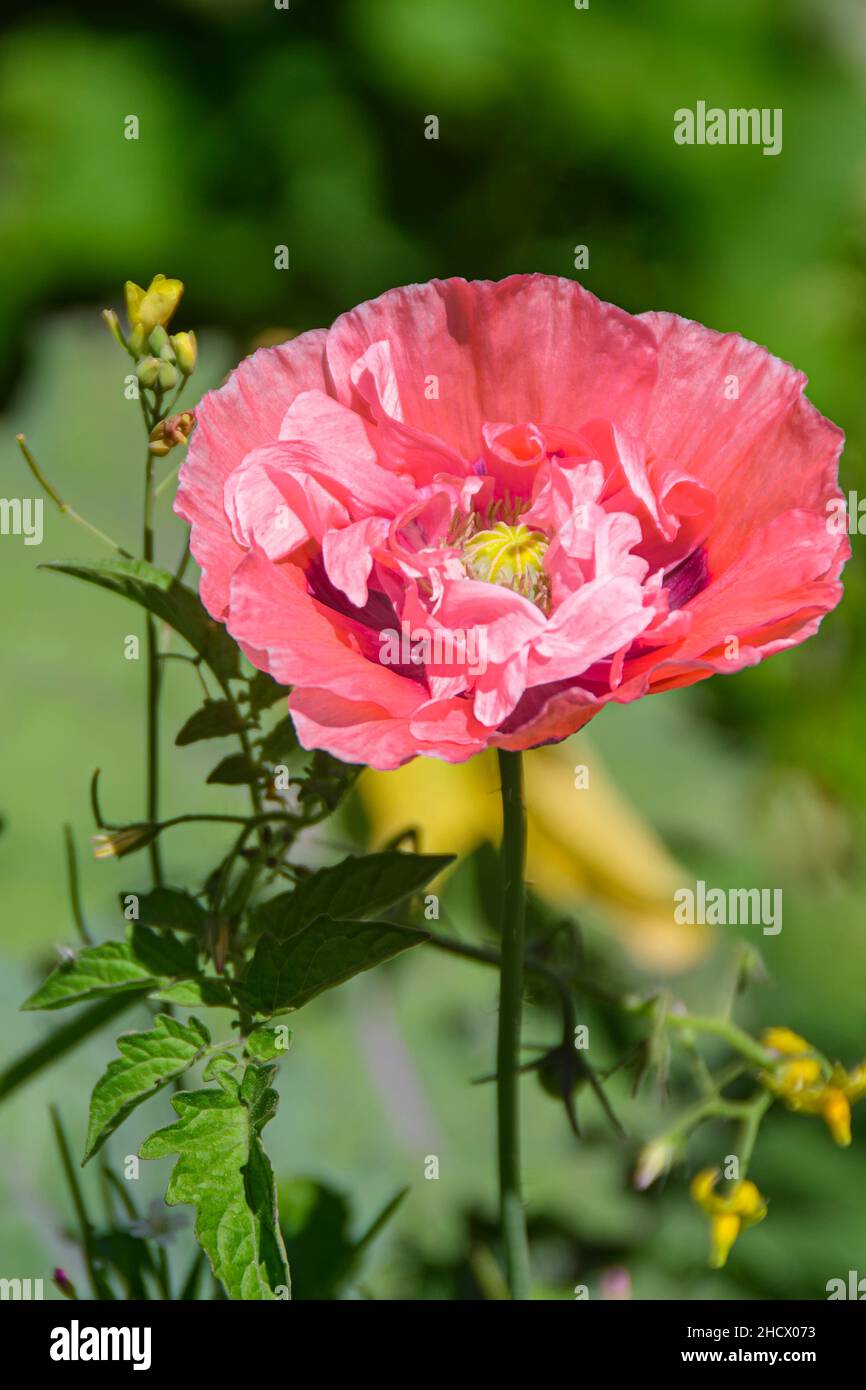 Papavero d'oppio, papaver somniferum. L'oppio, la morfina, la codeina e l'eroina sono tutti derivati dal lattice lattiginoso trovato nella sua capsula di seme non matura. Foto Stock