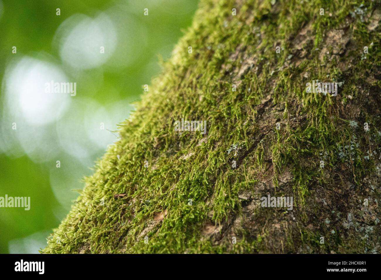 Albero lichen e muschio coperto ramo di albero. Foto Stock