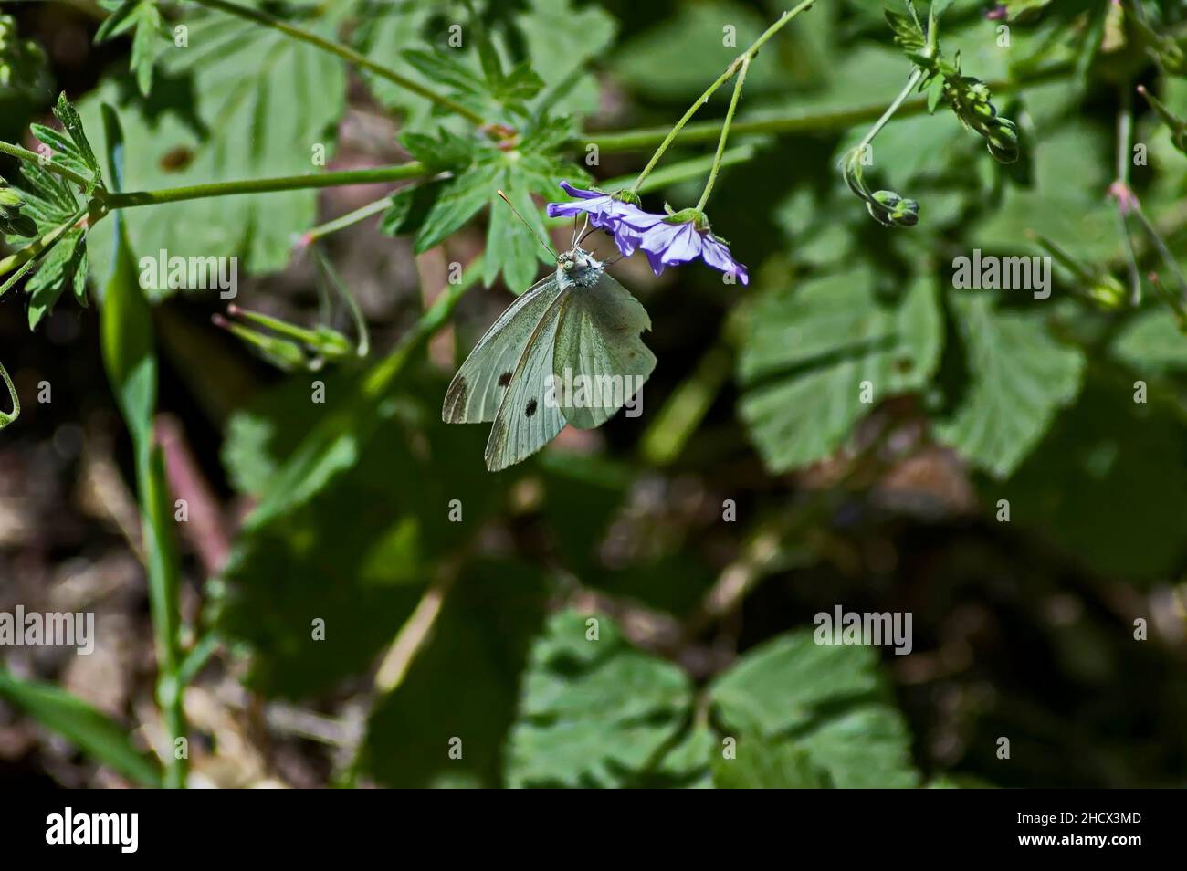 Un cavolo farfalla bianca o Pieris rapae si nutre del nettare di un fiore selvatico in fiore, Sofia, Bulgaria Foto Stock