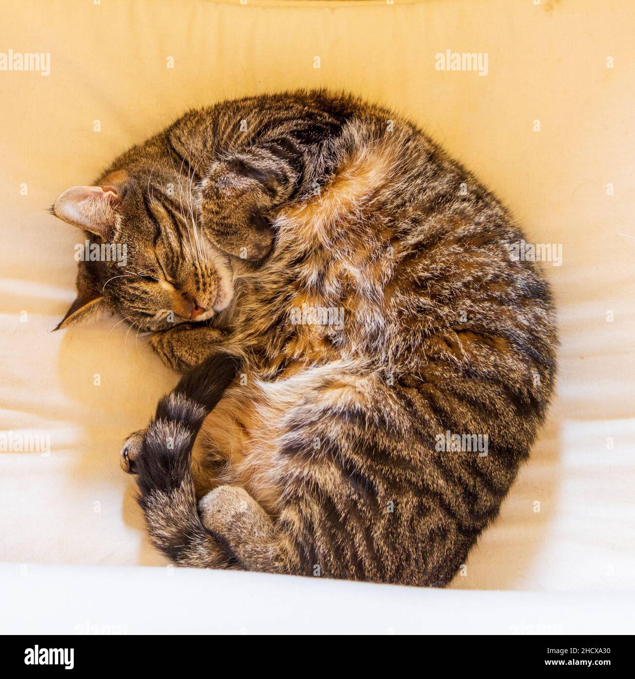 Gatto che dorme in cerchio Foto stock - Alamy