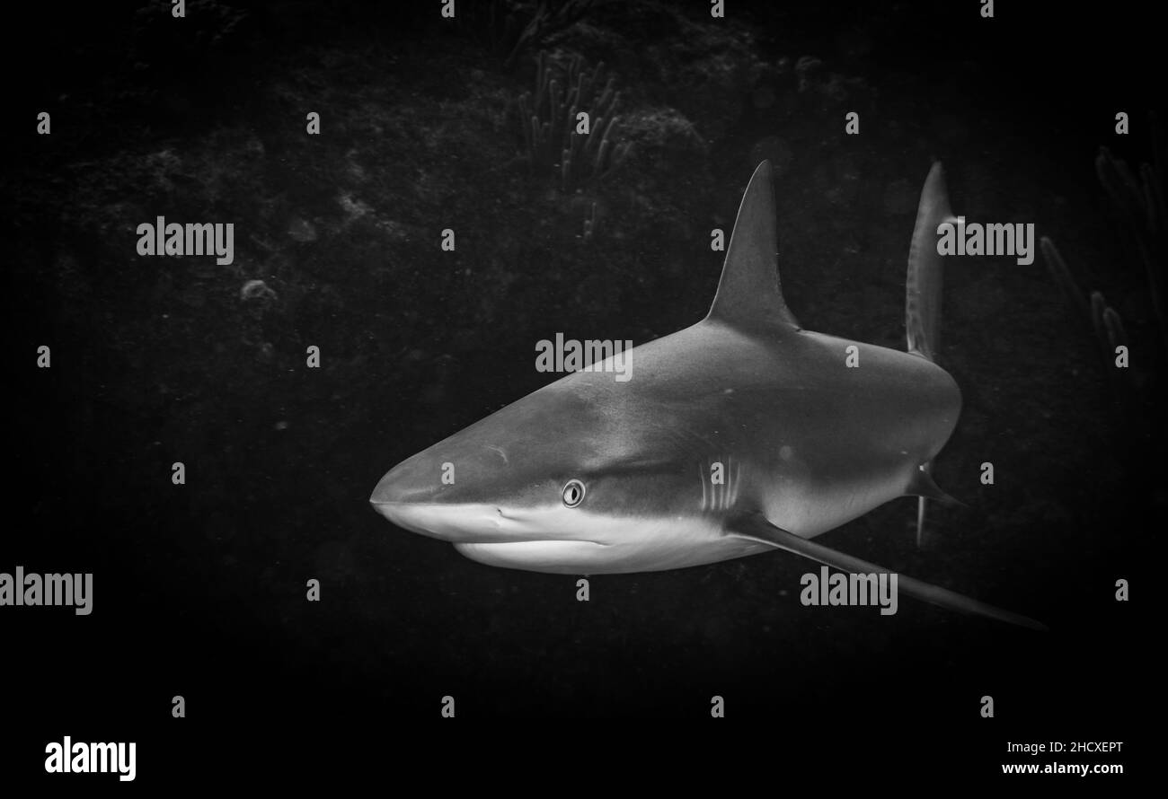 Squalo della barriera corallina caraibica (Carcharhinus perezi) sulla barriera corallina al largo dell'isola delle Antille olandesi di Sint Maarten Foto Stock