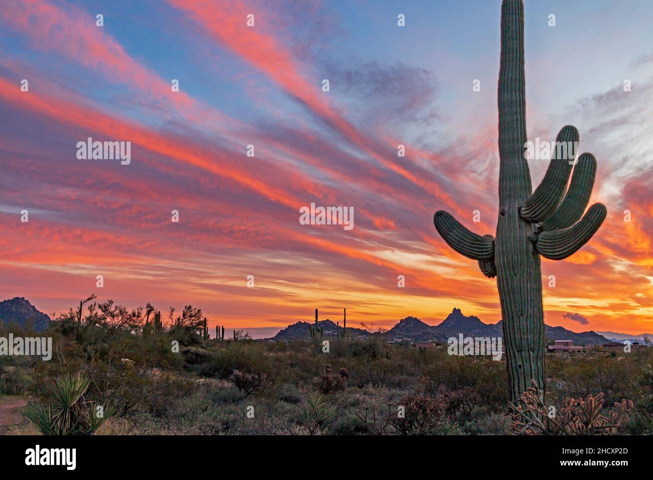 Saguaro Cactus al tramonto Foto Stock