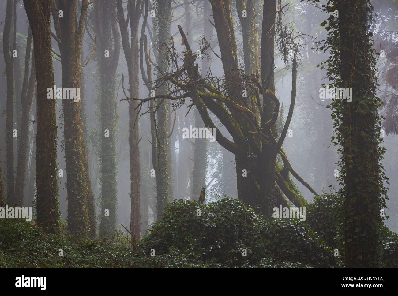 Nebbia mattutina nella foresta e albero caduto, montagna di Sintra, Portogallo Foto Stock