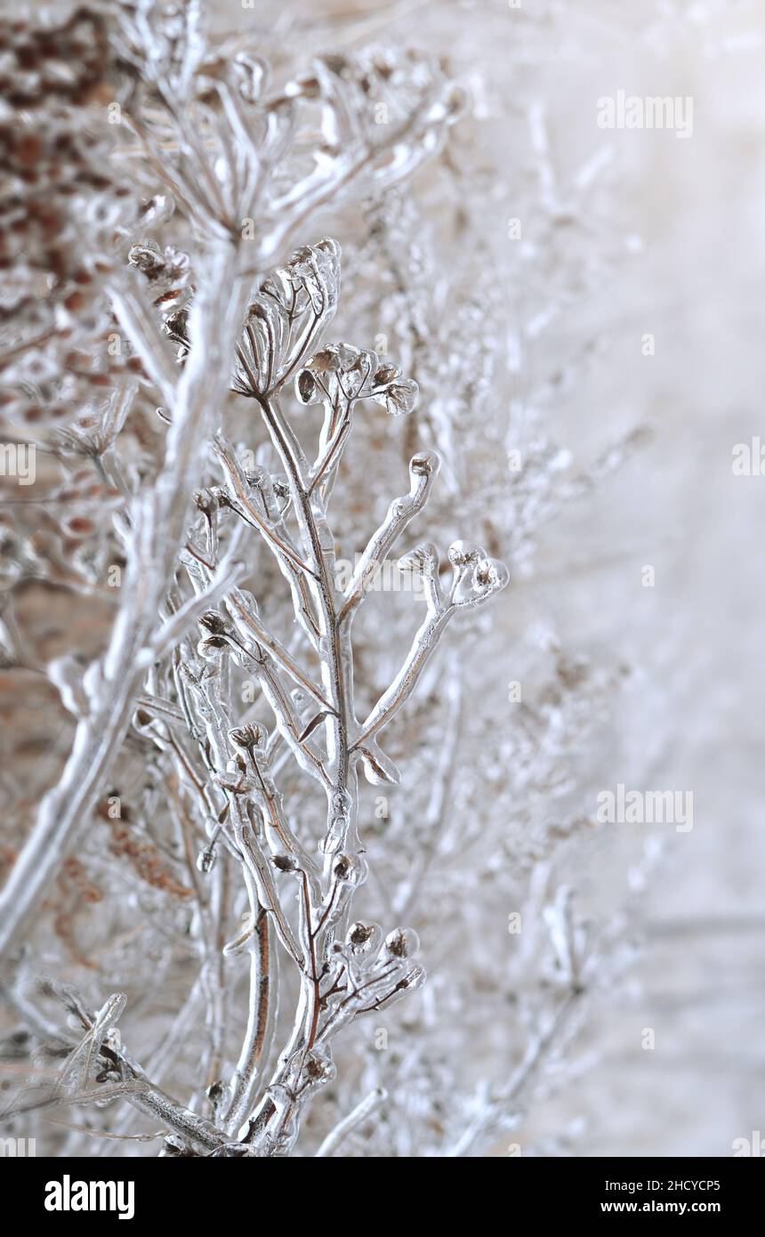Effetto della glassa atmosferica. Primo piano di glassa su una pianta asciutta dopo una tempesta di ghiaccio invernale. Foto Stock