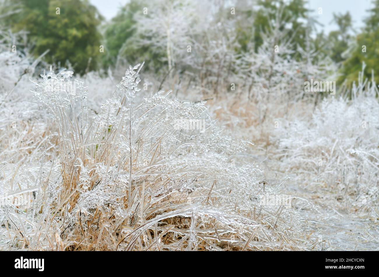 Postumi di pioggia gelida. La pioggia ghiacciata copriva tutte le piante all'inizio dell'inverno. Effetto della glassa atmosferica. Foto Stock