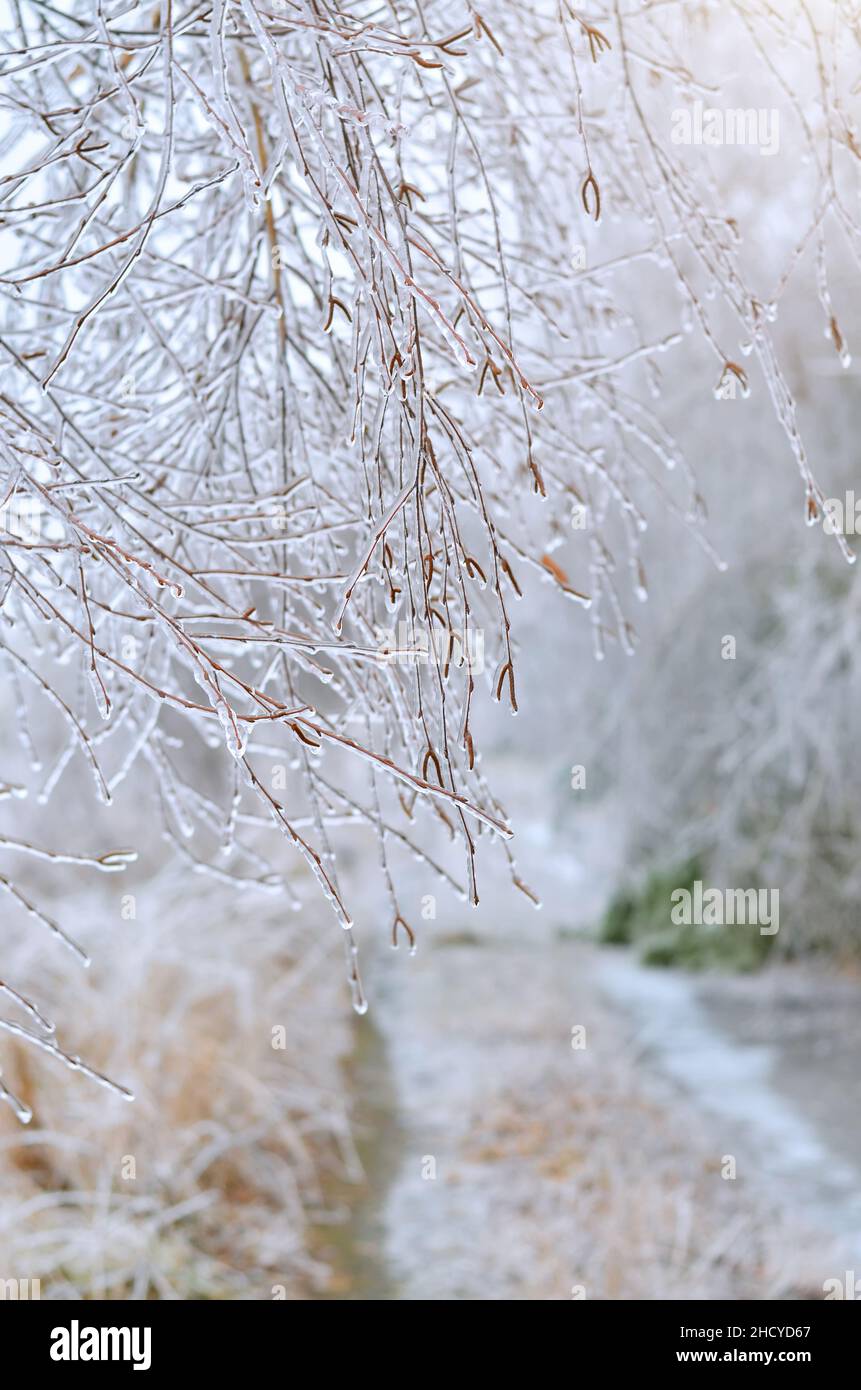 Rami di albero ricoperti di ghiaccio dopo una tempesta di ghiaccio invernale. Effetto della glassa atmosferica. Foto Stock