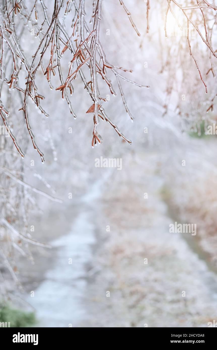 Glassare su rami di betulla dopo una tempesta di ghiaccio invernale. Effetto della glassa atmosferica. Foto Stock