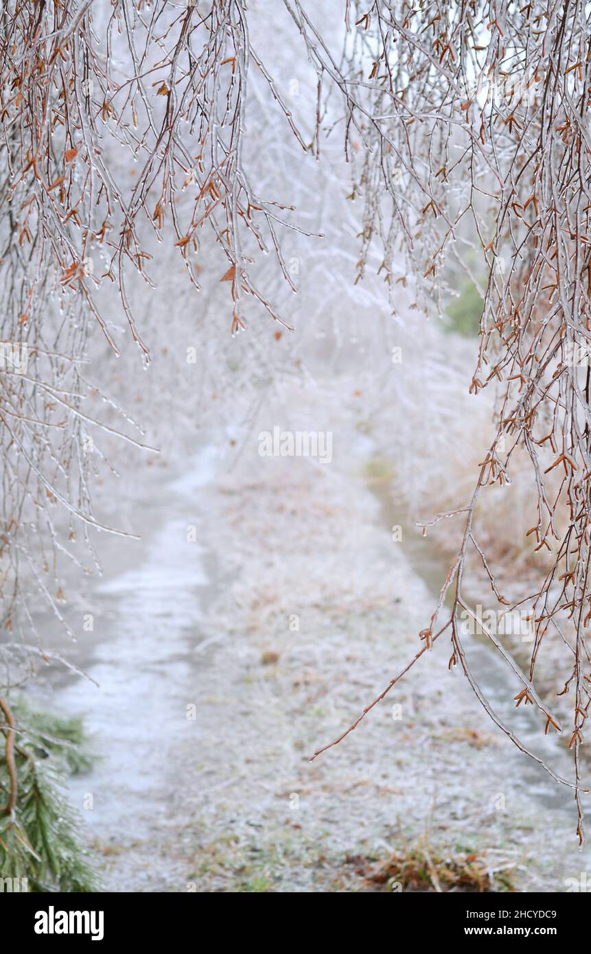 Effetto della glassa atmosferica. La pioggia gelida copriva una ramificazione di betulla dopo una tempesta di ghiaccio invernale. Postumi di pioggia gelida. Foto Stock