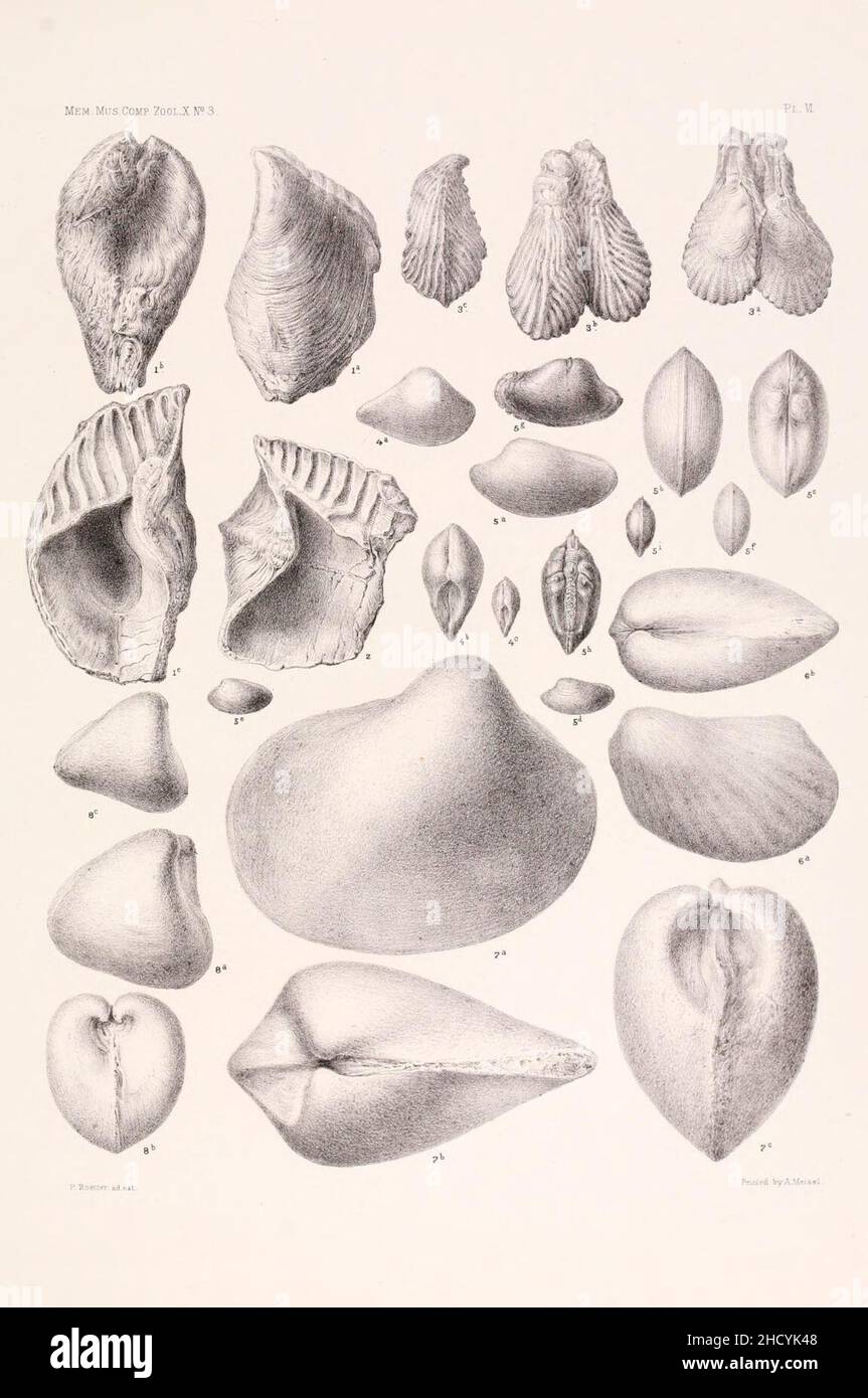 Risultati di un esame dei fossili di molluschi siriani, principalmente della gamma del Monte Libano (lastra VI) Foto Stock