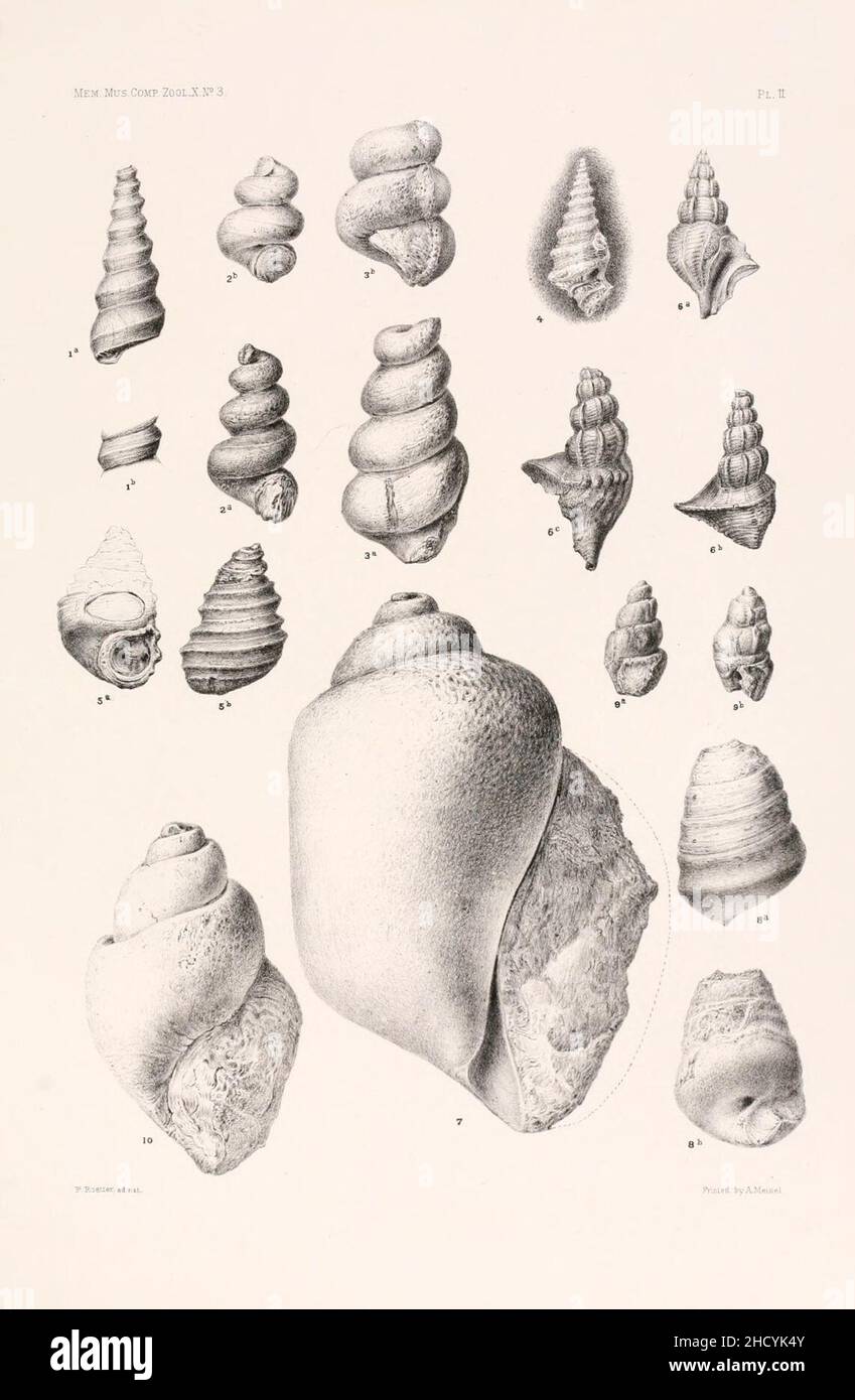Risultati di un esame dei fossili di molluschi siriani, principalmente della gamma del Monte Libano (piastra II) Foto Stock