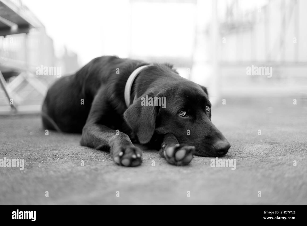 Un cane Labrador nero poggia sul marciapiede in bianco e nero monocromatico con una profondità di campo bassa e uno sfondo sbiadito Foto Stock