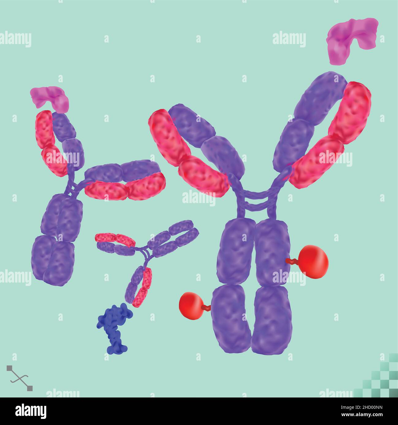 Immunoglobulina anticorpo, una molecola a forma di Y che si lega a antigeni specifici, proteine virali o batteriche, con un carico utile prescritto. Illustrazione Vettoriale