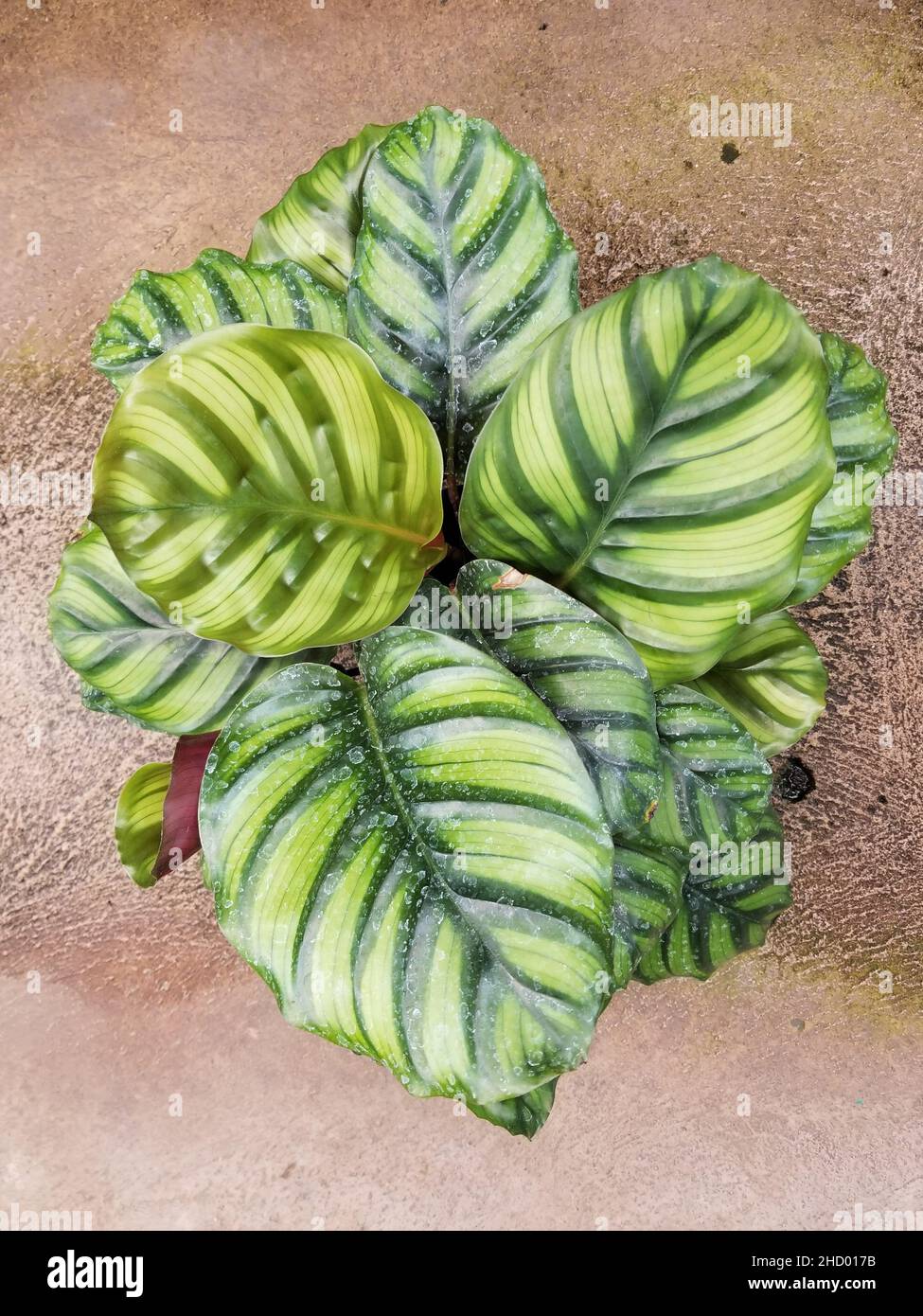 Belle grandi foglie verdi di Calathea fasciata Foto Stock