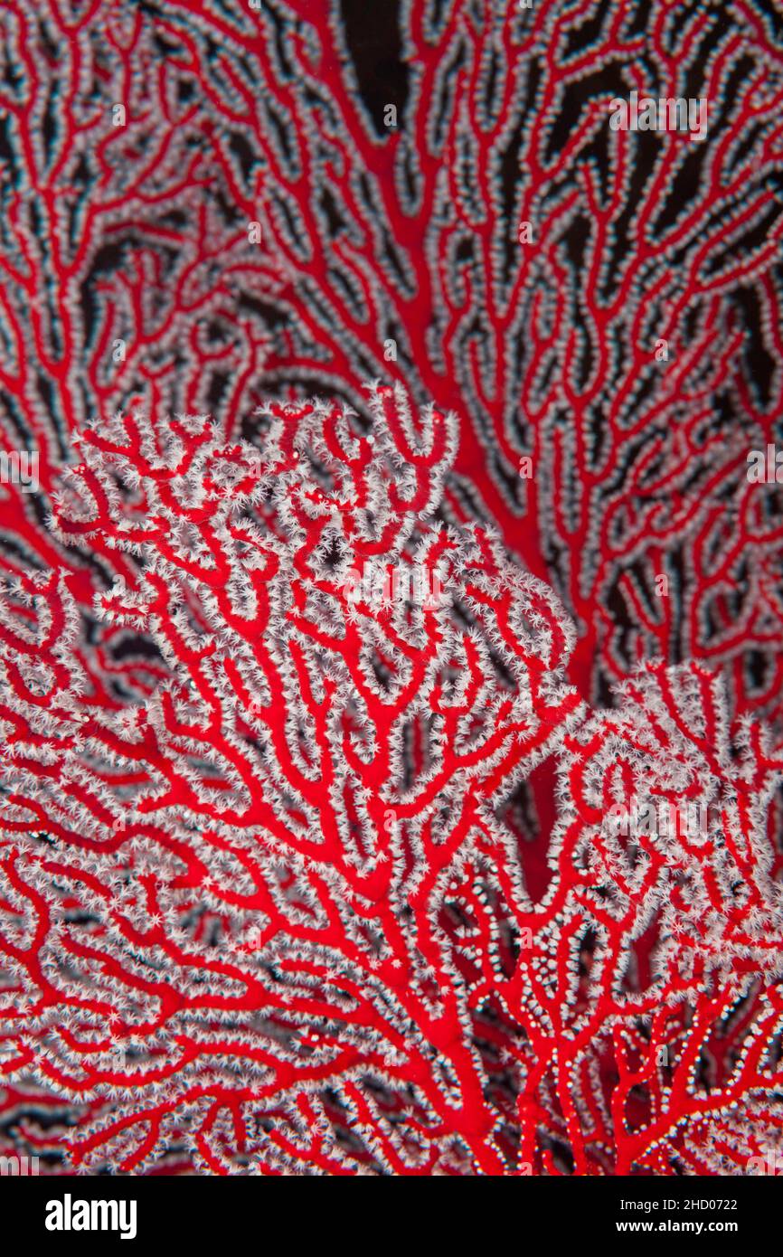 Un ventilatore di mare gorgoniano rosso, Subergorggia mollis, con i suoi polyps bianchi estesi e che si nutrono, Fiji. Foto Stock