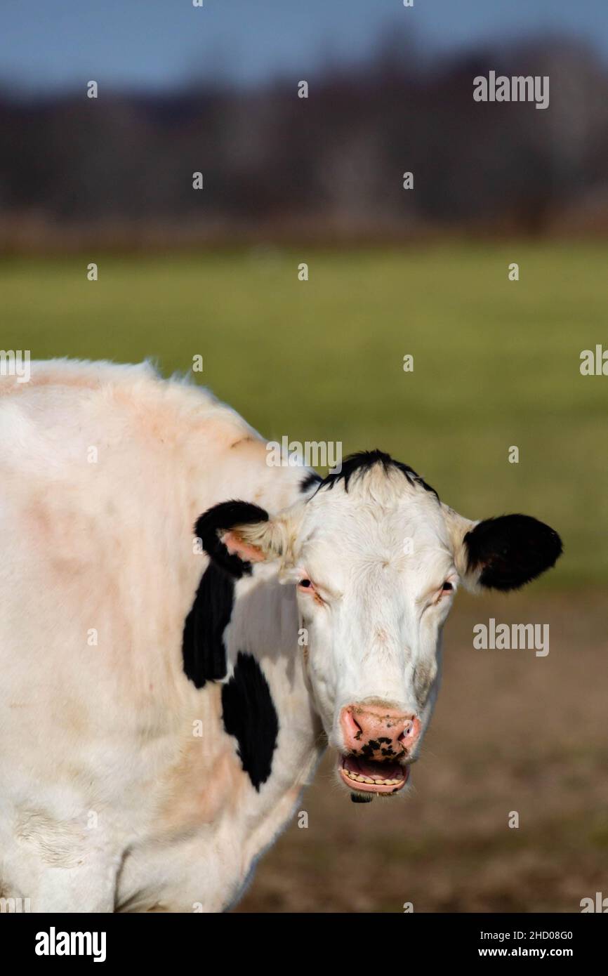 Wisconsin mucca da latte parlare, bocca aperta e mostrando denti, verticale Foto Stock