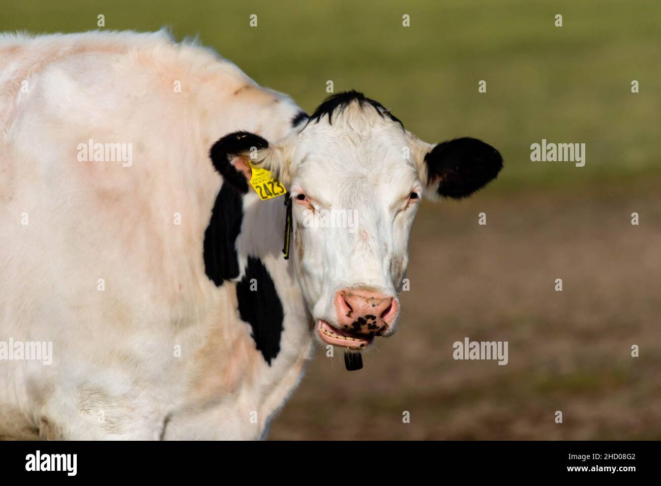 Wisconsin mucca da latte parlare, bocca aperta e mostrando denti, orizzontale Foto Stock